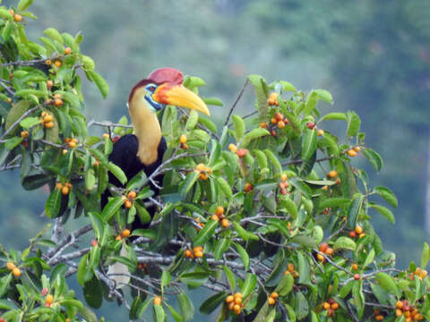 Image of Knobbed Hornbill