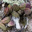 Dendrobium linguiforme var. linguiforme resmi