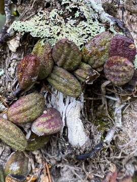 Sivun Dendrobium linguiforme var. linguiforme kuva