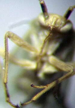 Image of Leaf bug