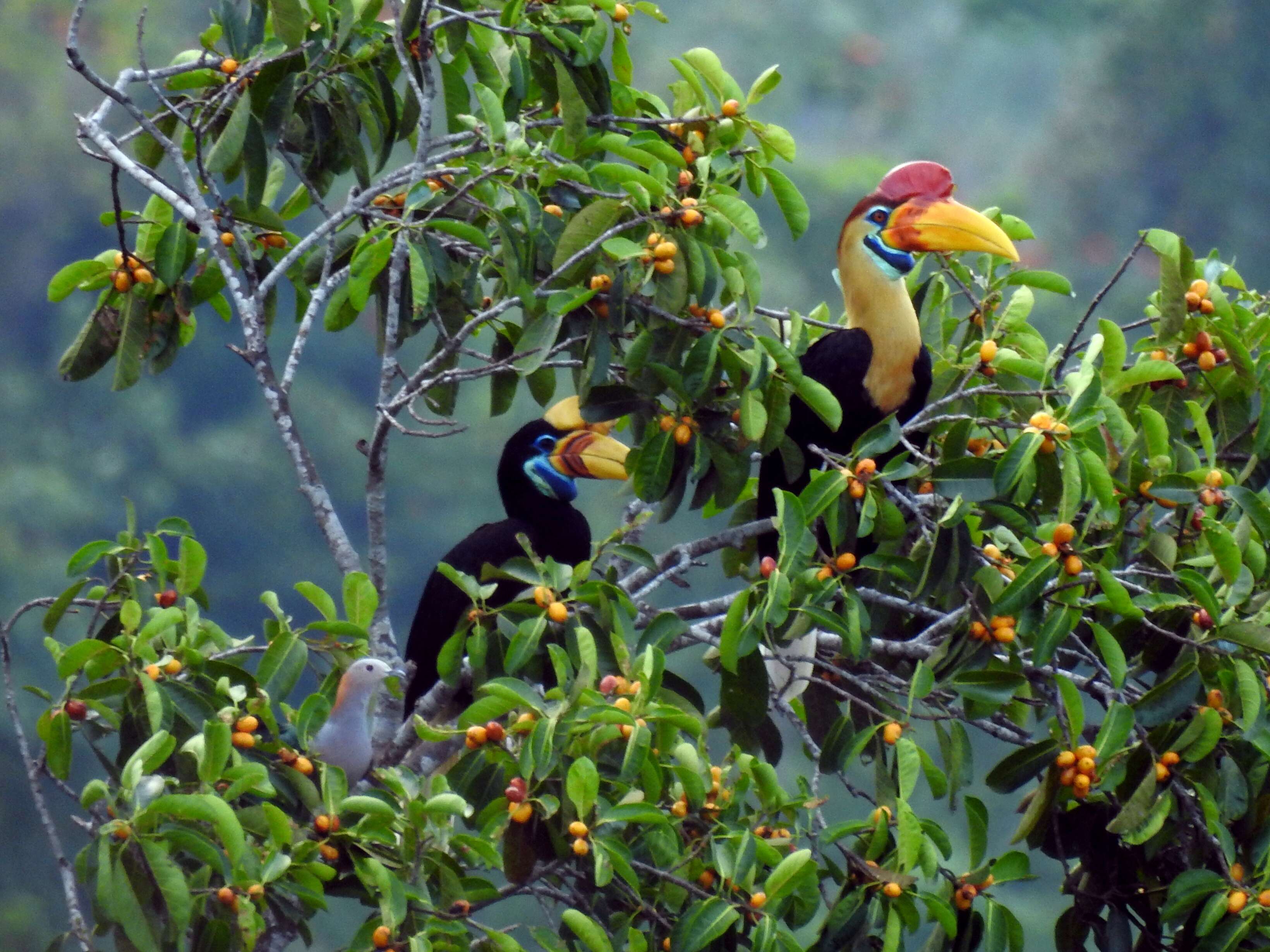 Imagem de pombo imperial verde