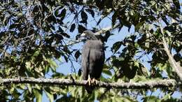 Image of Black Solitary Eagle