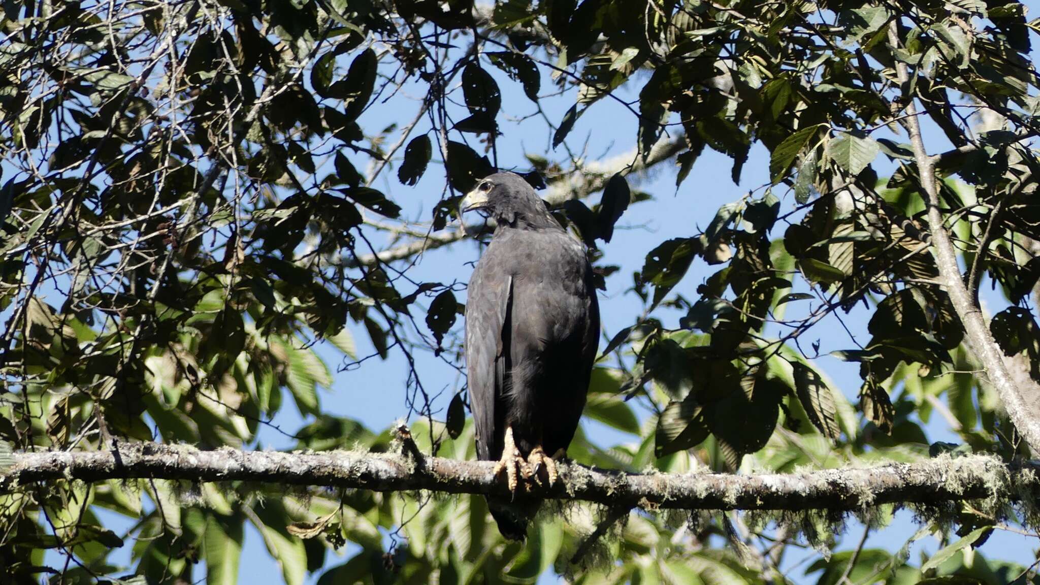 Image of Black Solitary Eagle