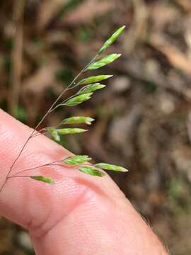 Image of Poa meionectes Vickery