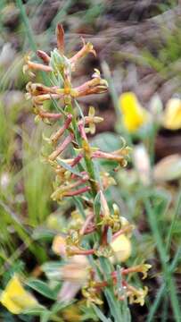 Image of Thymelaea pubescens (L.) Meissn.