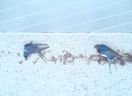 Image of Hirundo rustica gutturalis Scopoli 1786