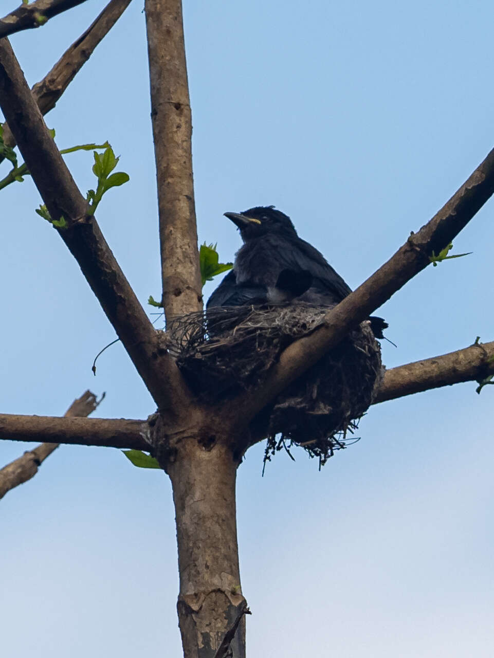 Image de Drongo à ventre blanc