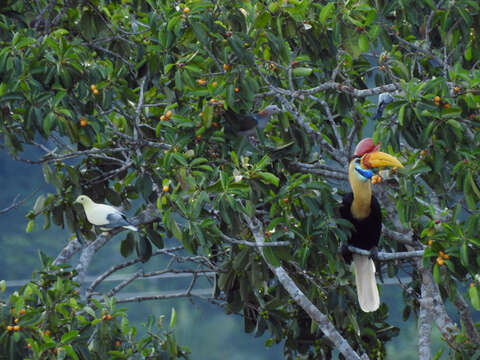 Imagem de pombo imperial verde