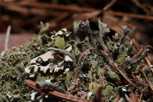 Plancia ëd Cladonia mateocyatha Robbins