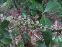 Image of Denhamia fasciculiflora (Jessup) M. P. Simmons