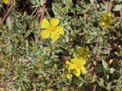 Image of Halimium halimifolium subsp. halimifolium