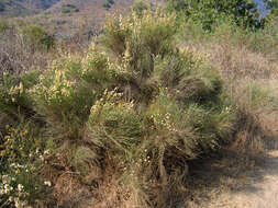 Image of California broomsage