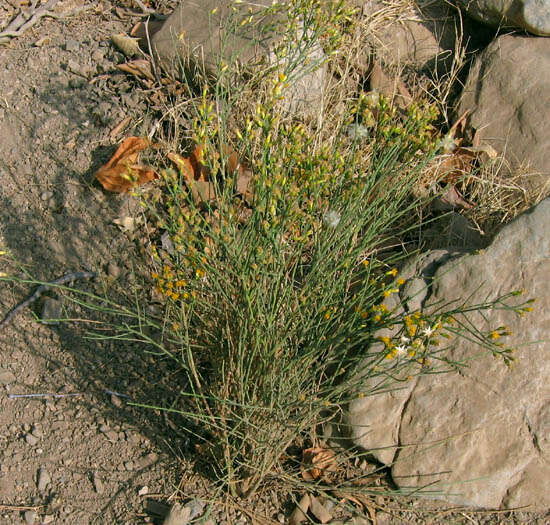 Image of California broomsage