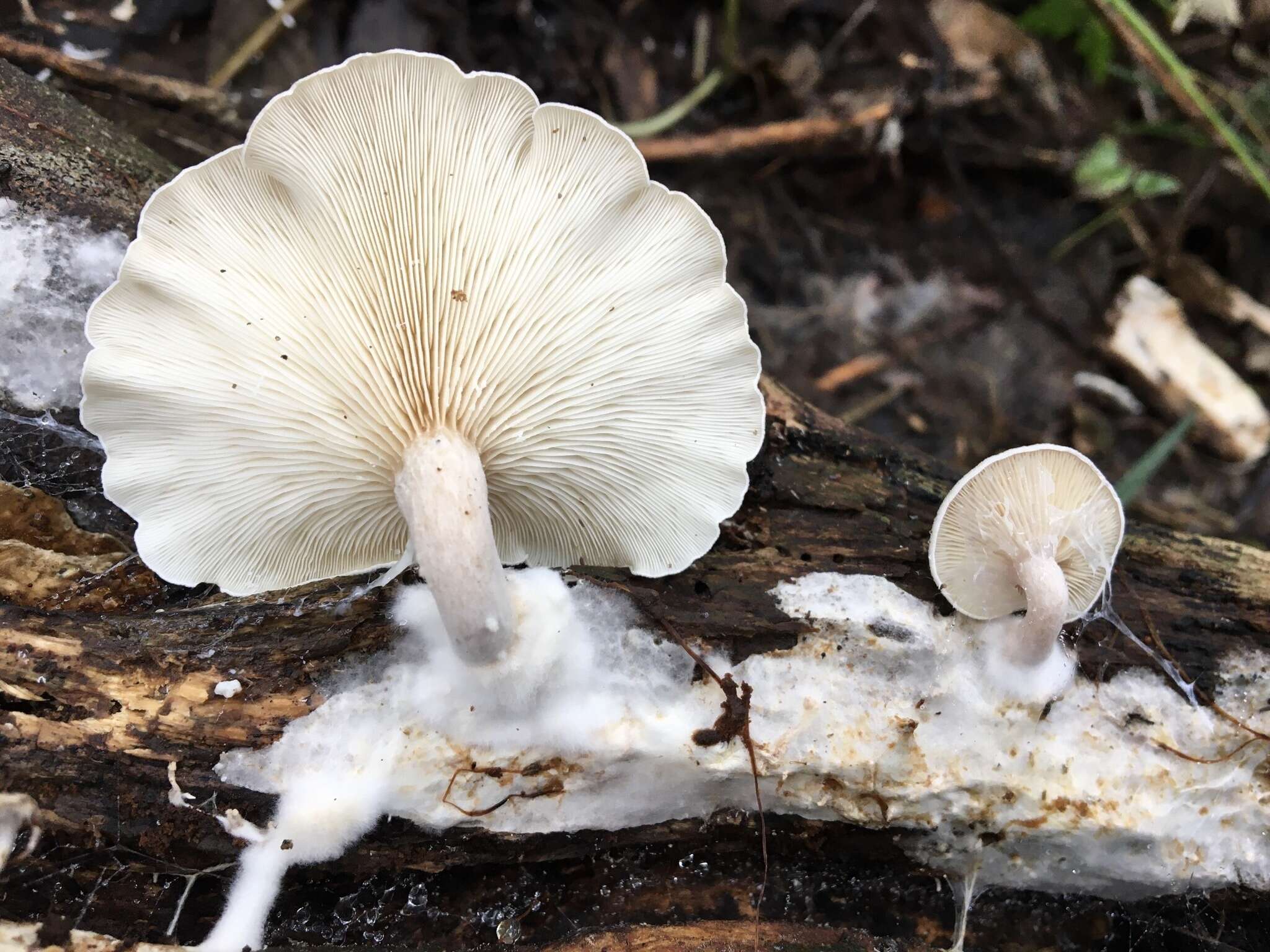 Image of Clitocybe semiocculta Cleland 1927