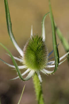 Image of Dipsacus fullonum