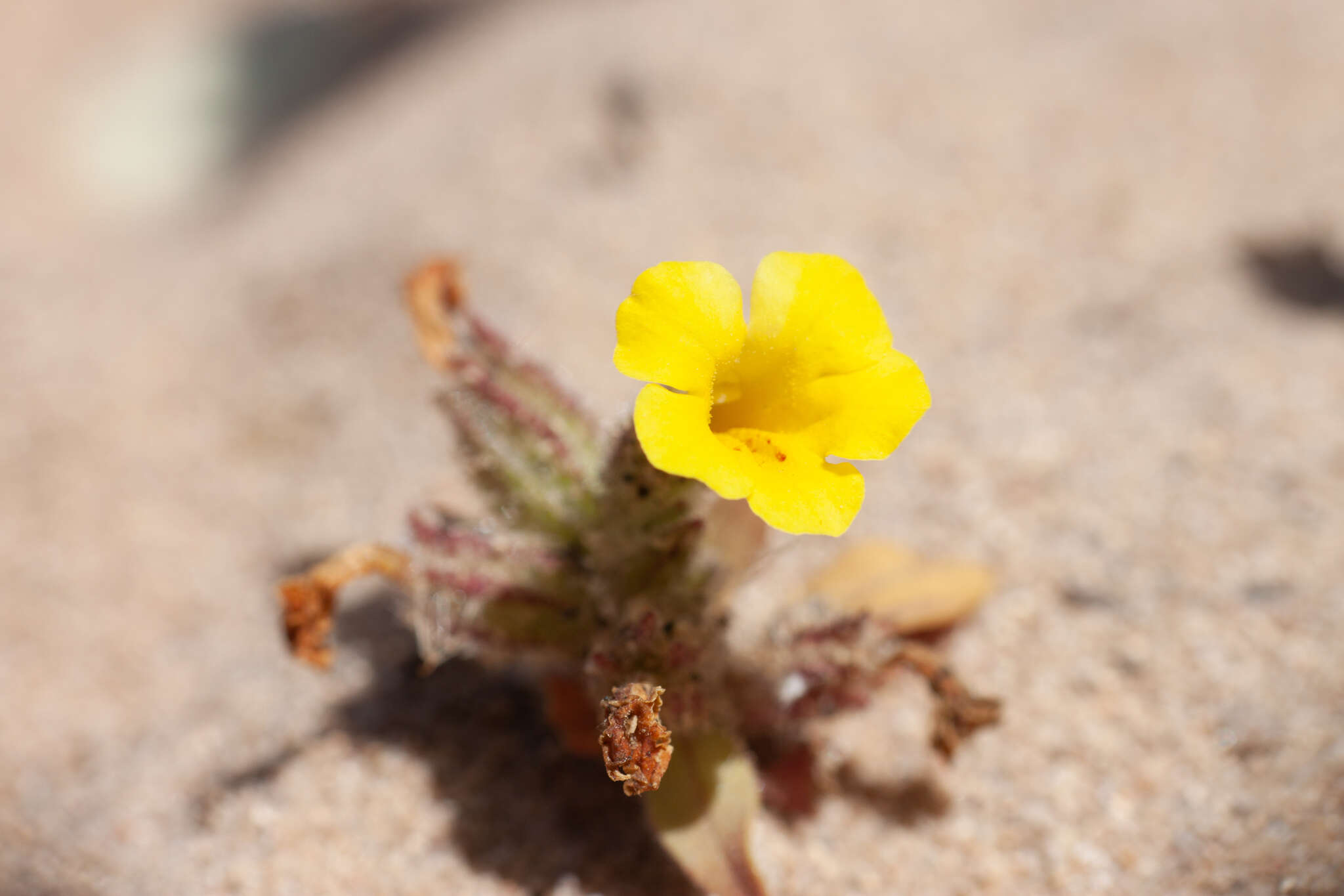 Image of Vandenberg monkeyflower