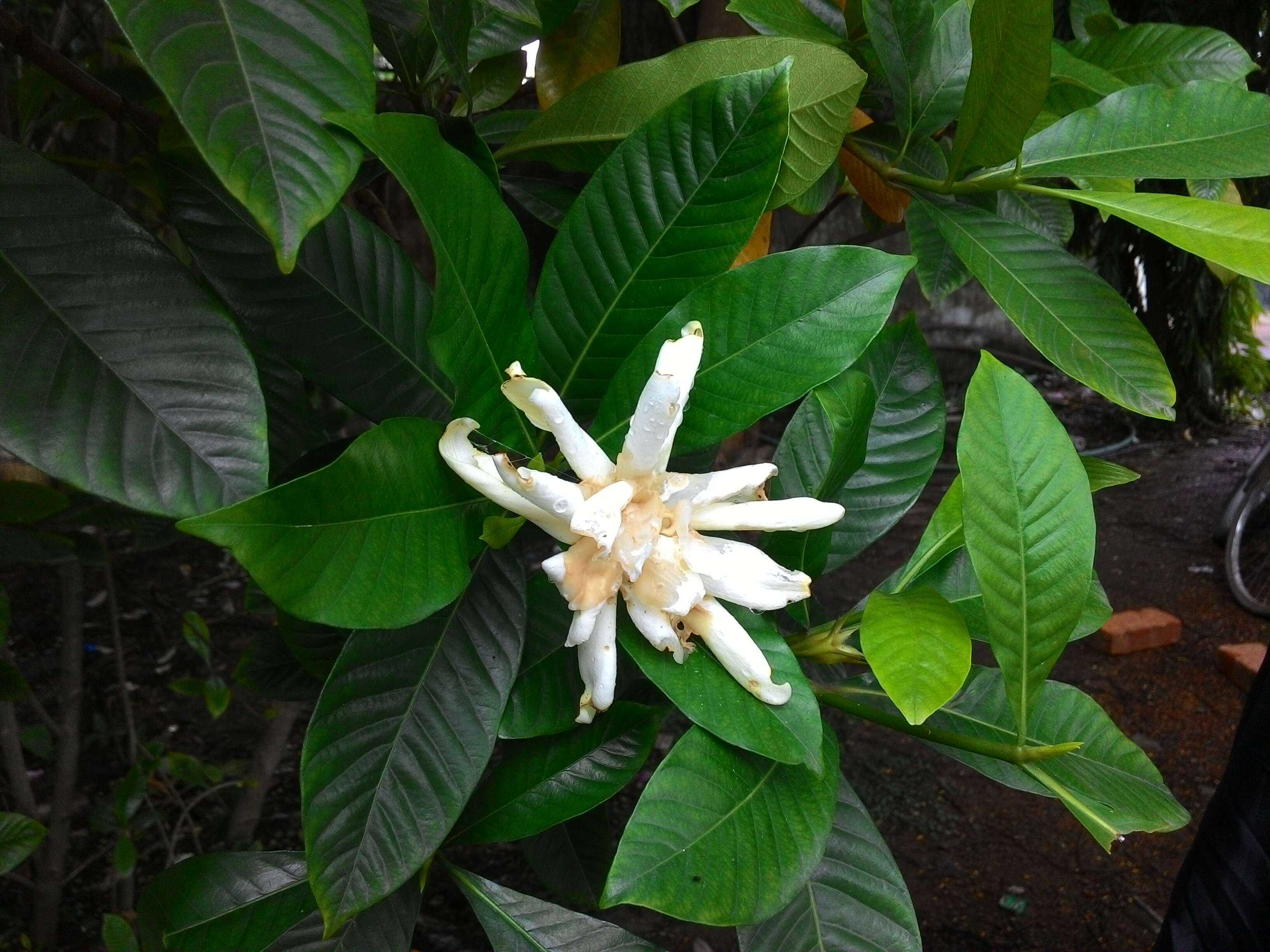 Image of Arabian jasmine