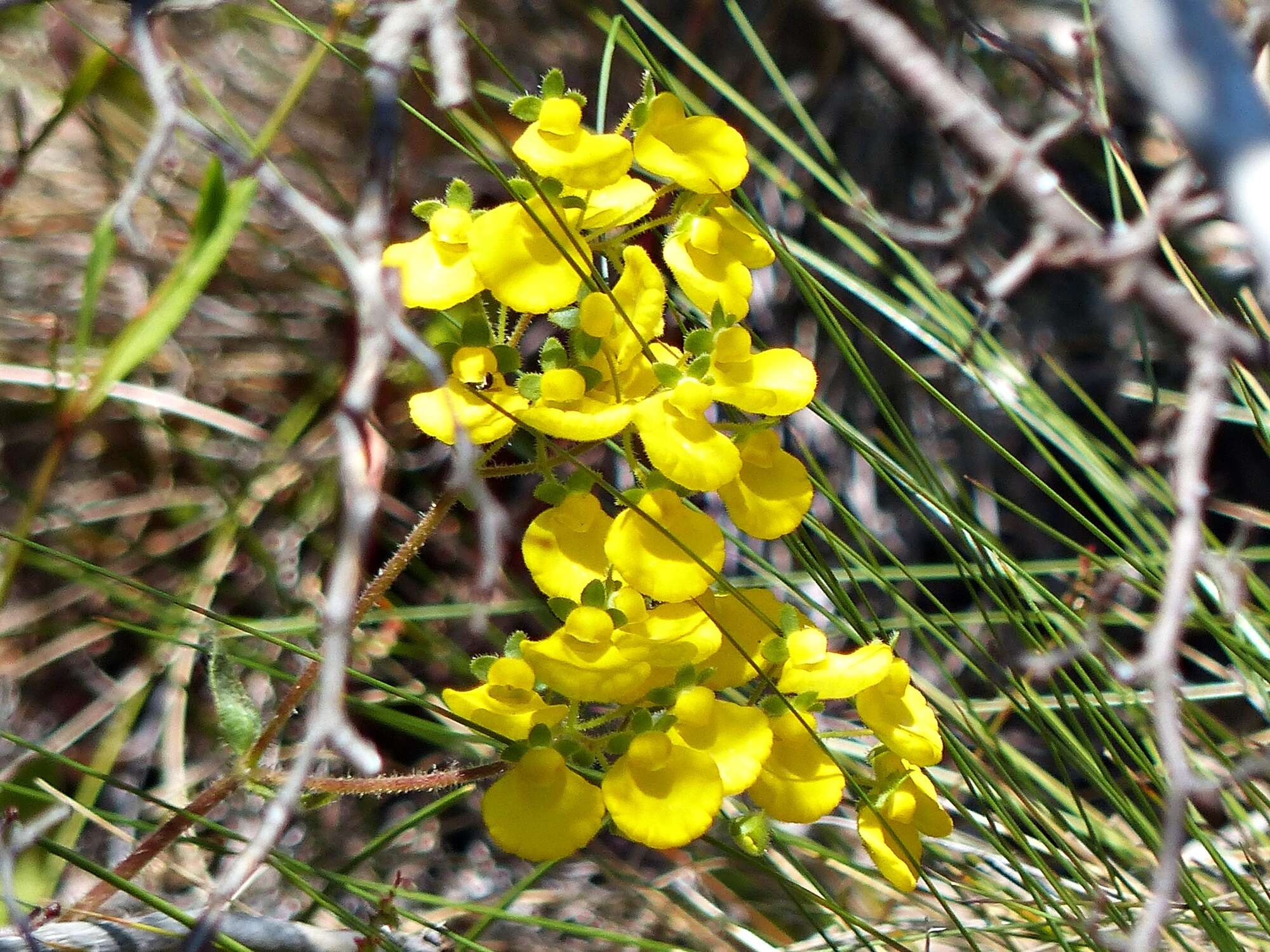 Image of Calceolaria valdiviana Phil.