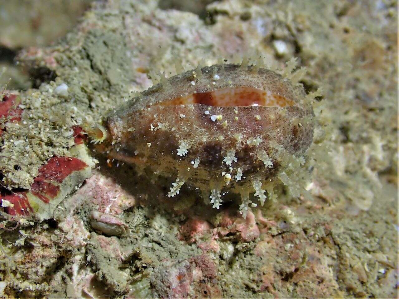 Image of Walker's Cowry