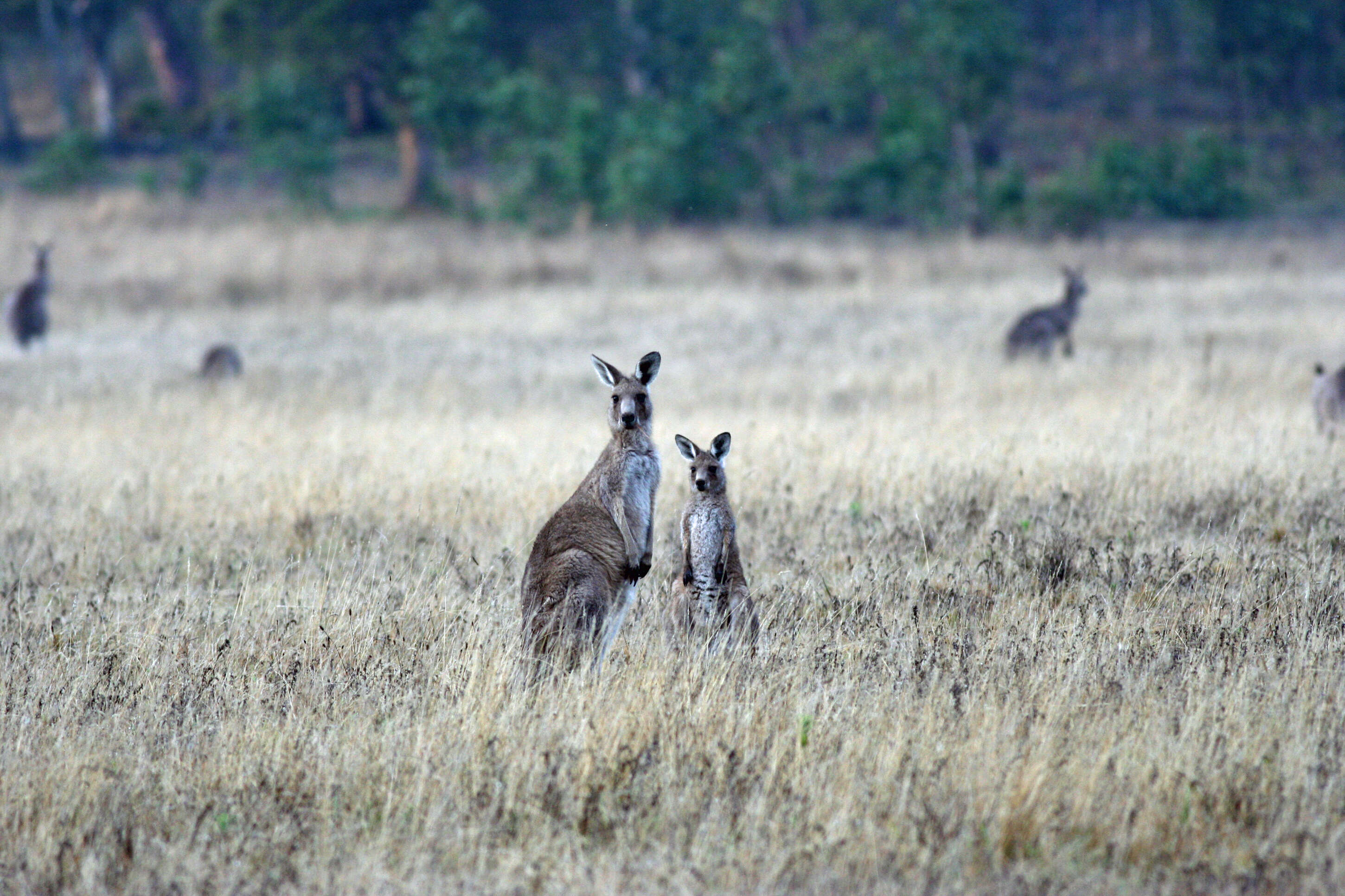 Image of kangaroo