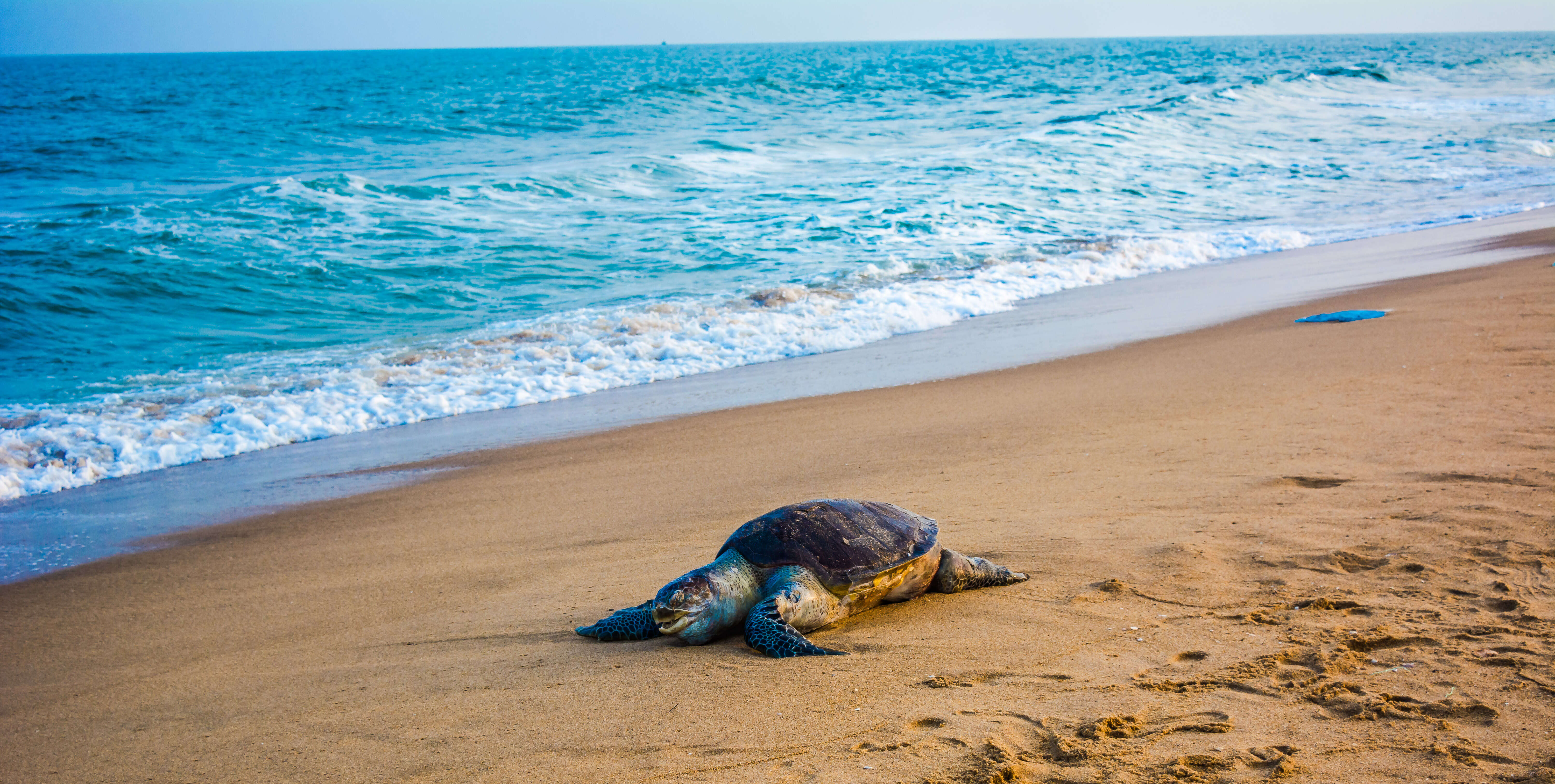 Image of Ridley sea turtles