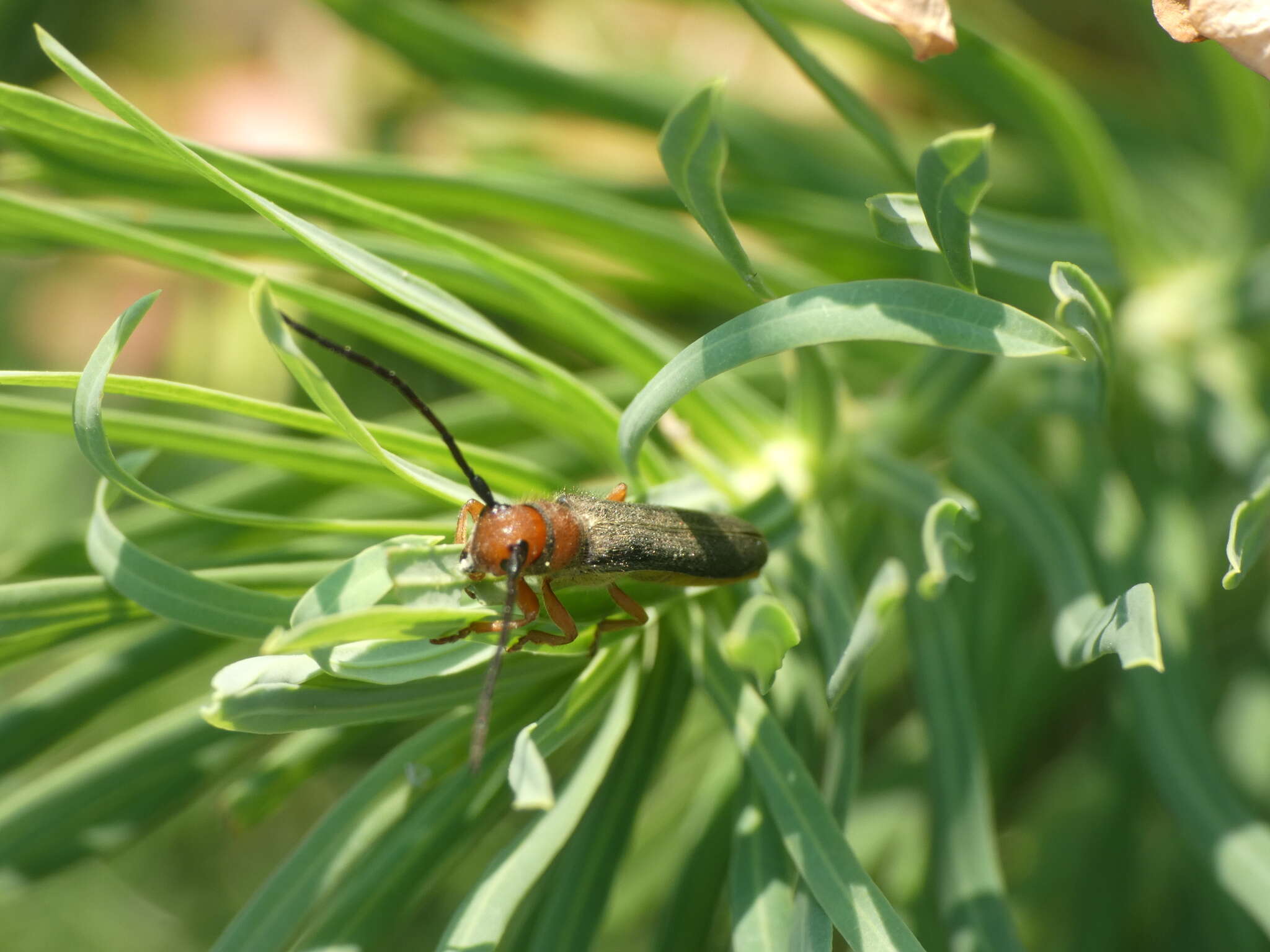 Image of Leafy Spurge Stem Boring Beetle