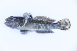 Image of Neogobius