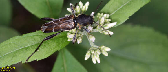 Image of Xylotrechus cuneipennis (Kraatz 1879)