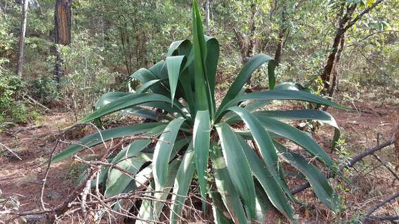 Image of Agave inaequidens subsp. inaequidens