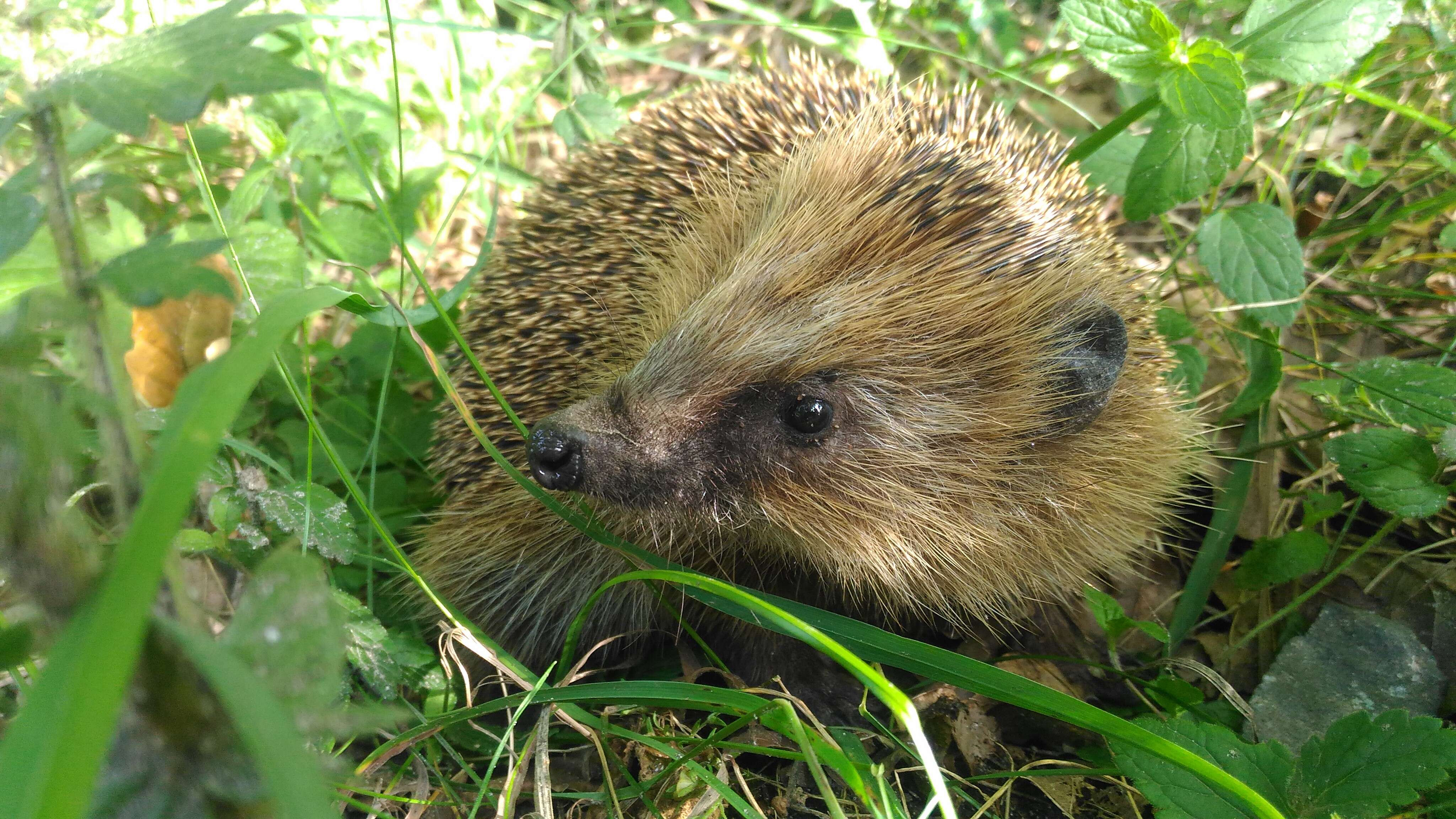 Image of Northern White-Breasted Hedgehog