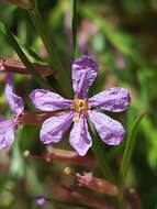 Plancia ëd Lythrum californicum Torr. & Gray