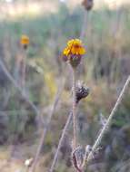 Image de Tridax trilobata (Cav.) Hemsl.