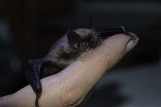 Image of Myotis sibiricus Kastschenko 1905