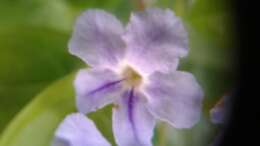 Duranta resmi