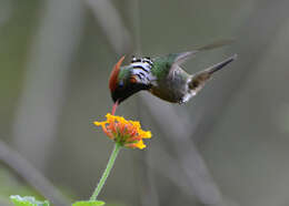 Lophornis magnificus (Vieillot 1817) resmi