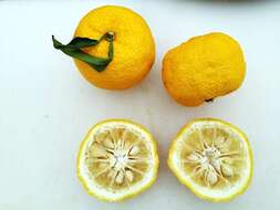 Image of Citrus junos Sieb. ex Tanaka