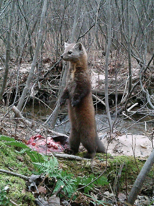 Image of American Marten