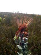 Imagem de Protea aurea subsp. potbergensis (J. P. Rourke) J. P. Rourke