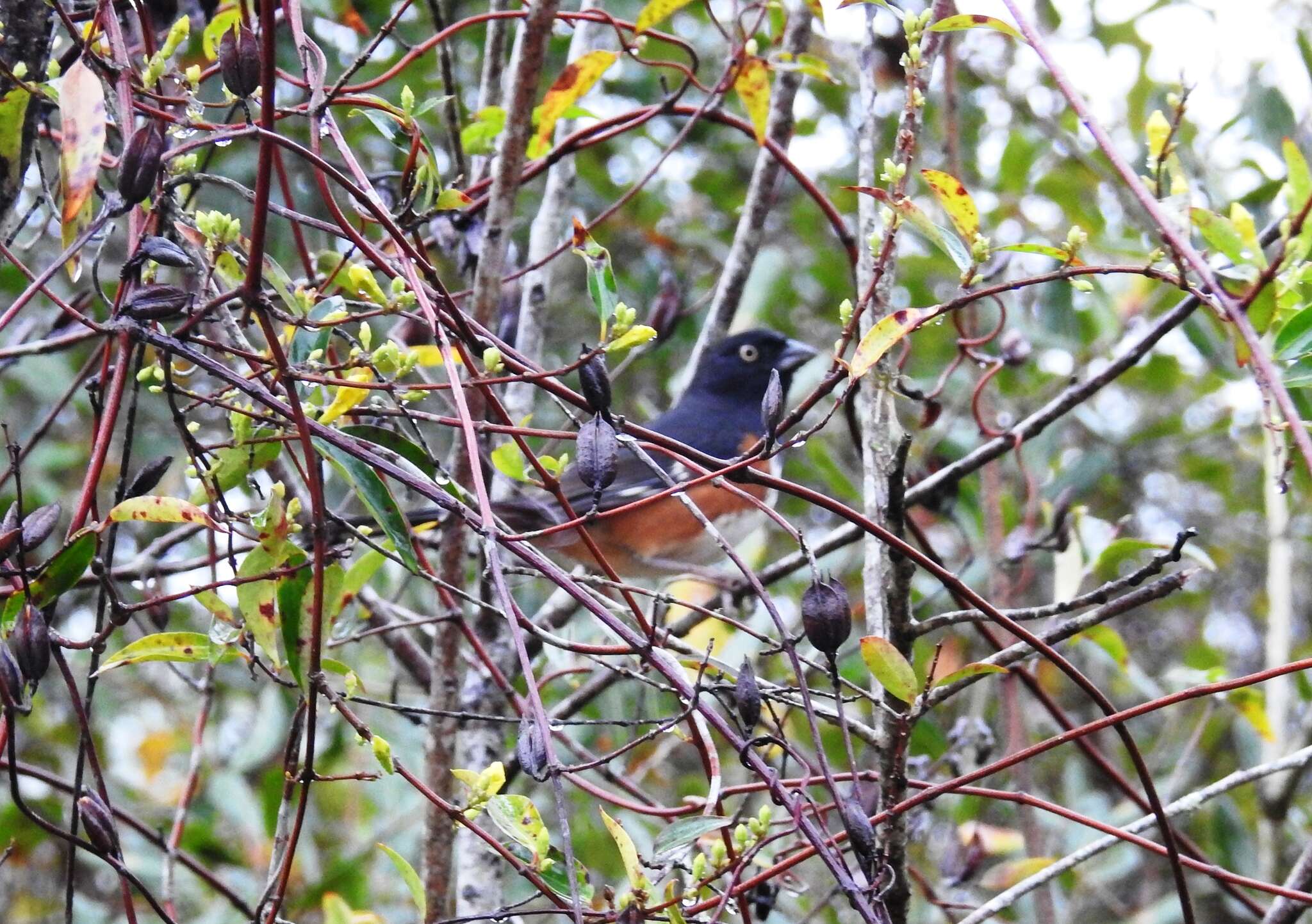 Image of Pipilo erythrophthalmus alleni Coues 1871