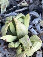 Image of Dudleya semiteres (Rose) Moran