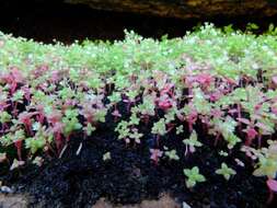 Image of Crassula strigosa L.