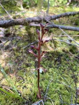 Image of summer coralroot