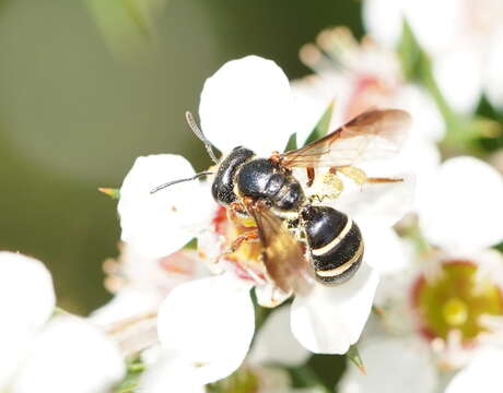 Plancia ëd Lasioglossum tertium (Dalla Torre 1896)