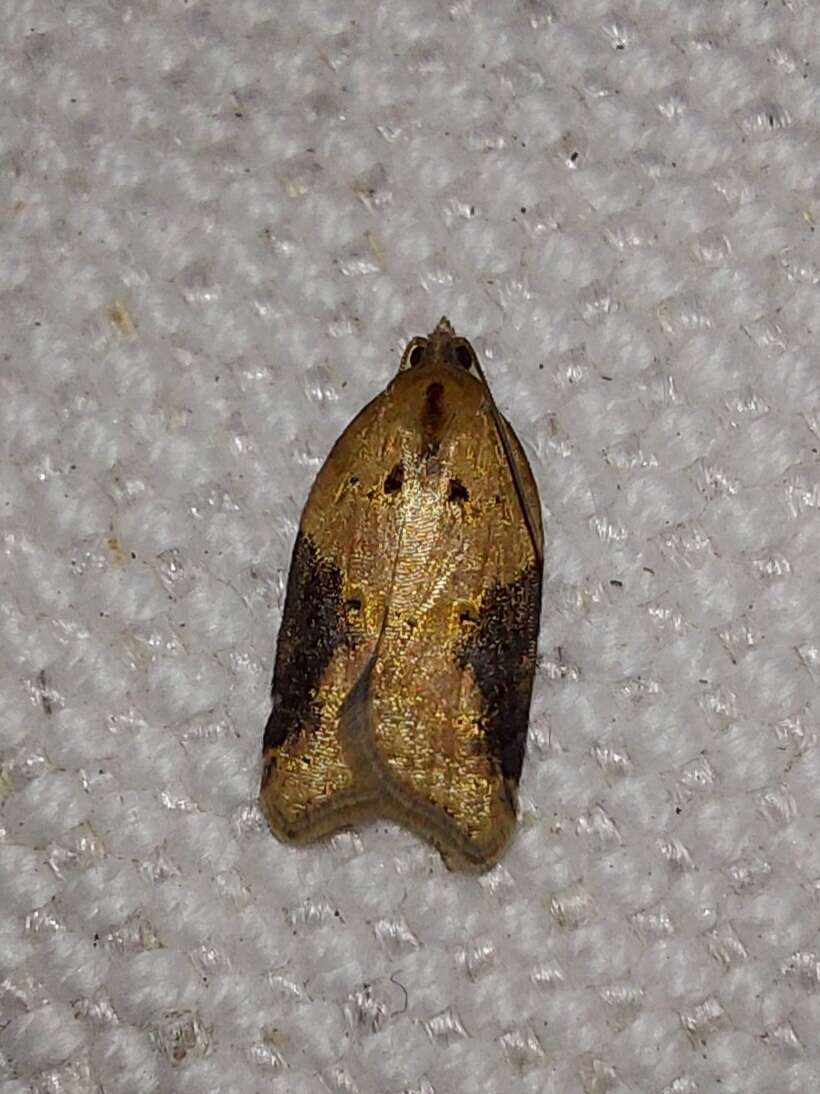 Image of broad-barred button moth