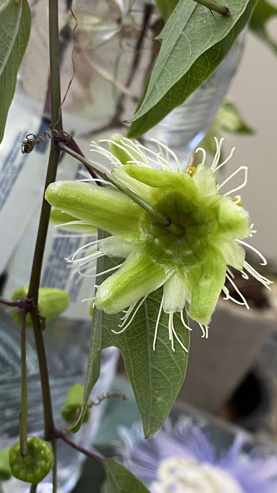 Image de Passiflora urnifolia Rusby