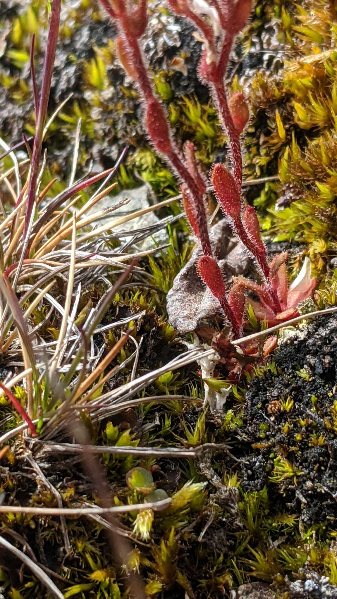 Imagem de Saxifraga adscendens subsp. oregonensis (Raf.) Bacig.