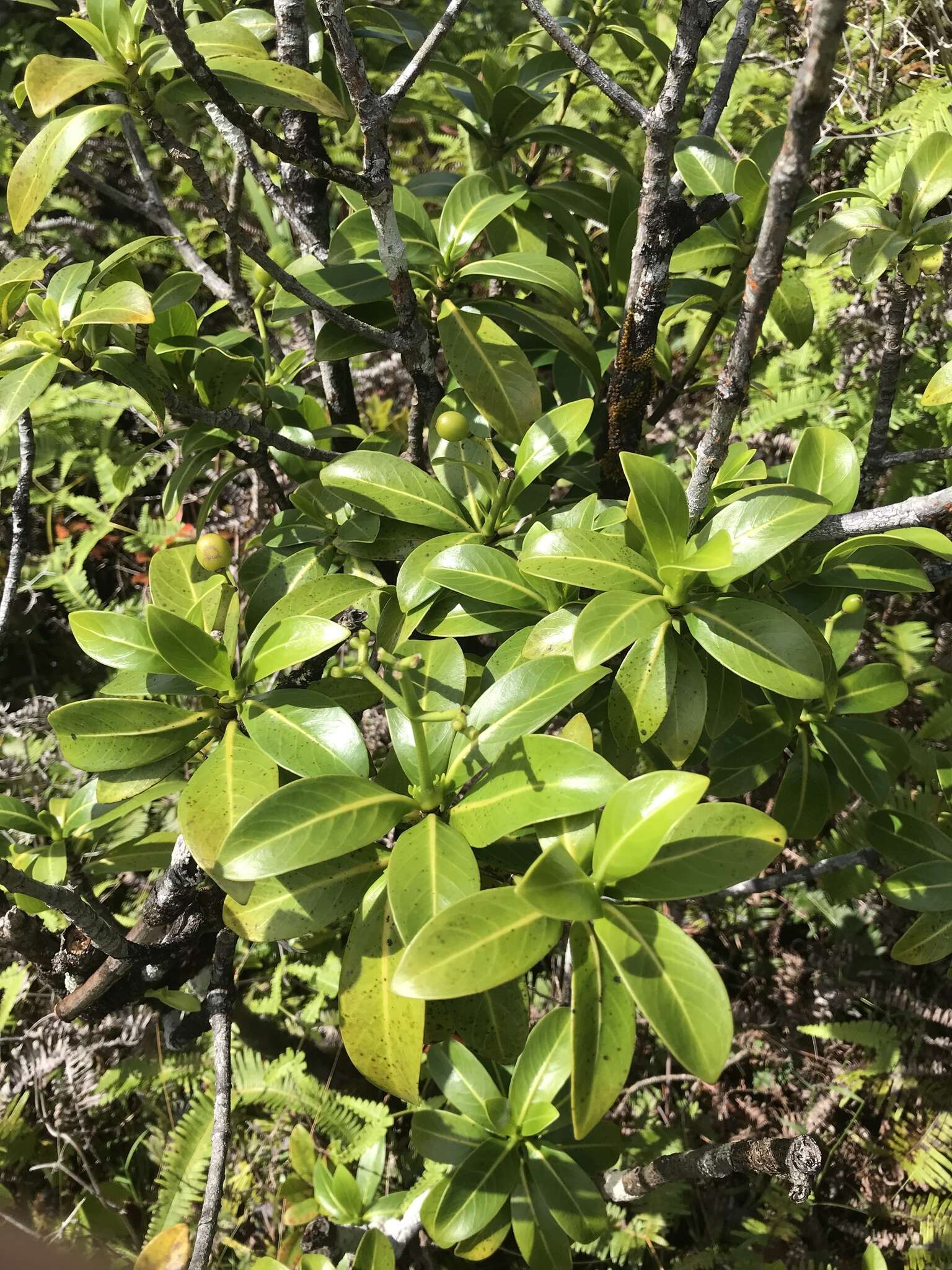 Image of forest wild coffee