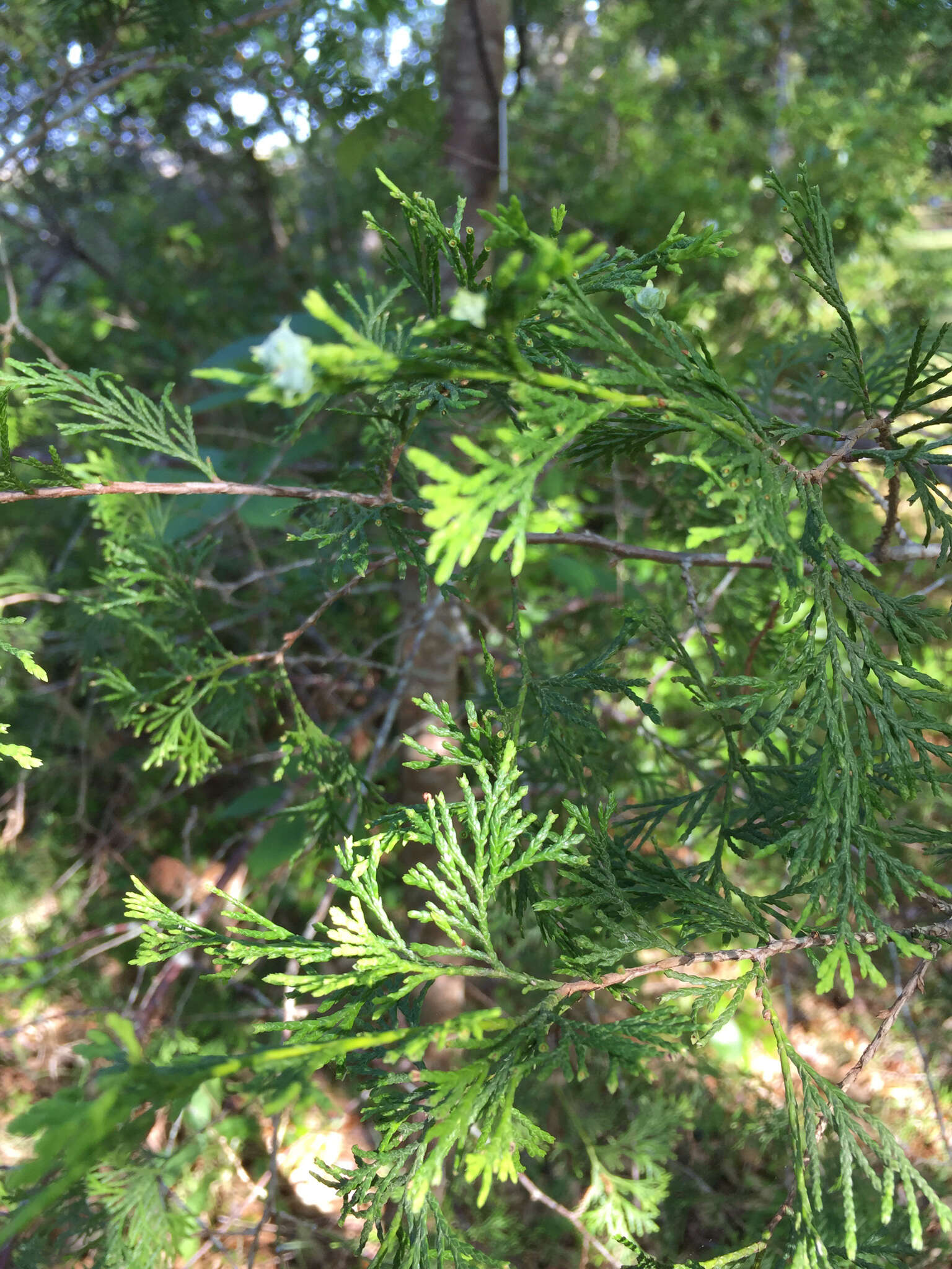 Image of Atlantic White Cedar