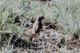 Слика од Emberiza buchanani Blyth 1845