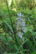 Image of Libertia sessiliflora (Poepp.) Skottsb.